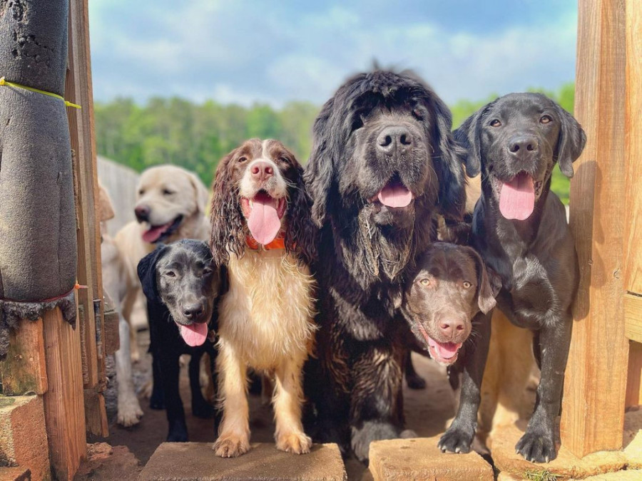 Ovo su najpopularnije rase pasa u 2021. godini: Čik pogodite ko je prvi na listi