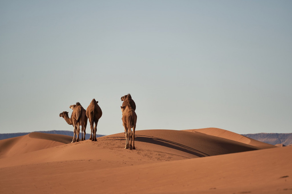 Oglasio se "Batut" o kamiljem gripu: Kako se prenosi i šta uraditi kada se pojave prvi simptomi!