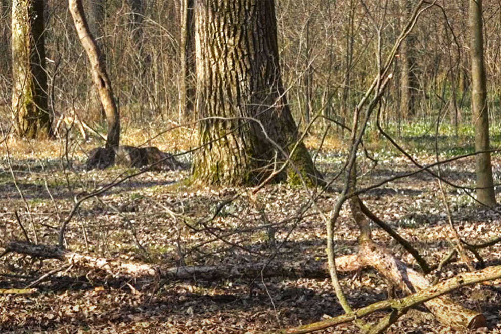 Šetači u šumi zatekli užas: Grupa ljudi pronašla kostur, policija odmah obaveštena!