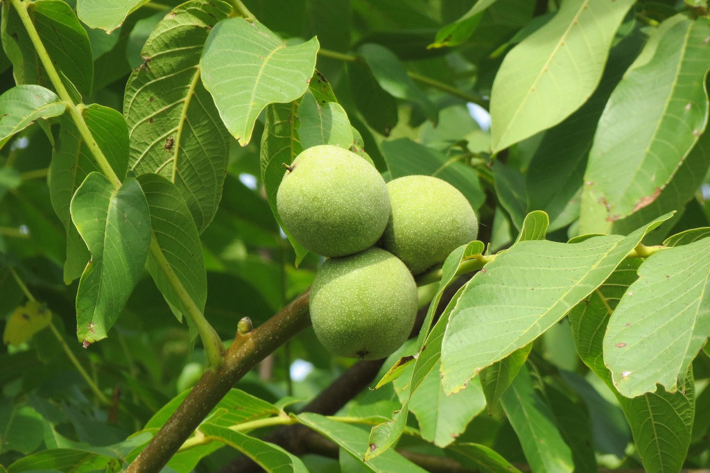 Zalogaj ovog voća košta 1.750 evra: Zbog posebne boje nazivaju ga jajetom sunca!