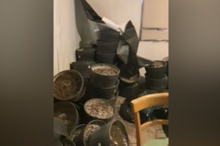Policija upala u kuću u blizini Sopota: Otkrivena laboratorija za uzgoj marihuane! (FOTO/VIDEO)