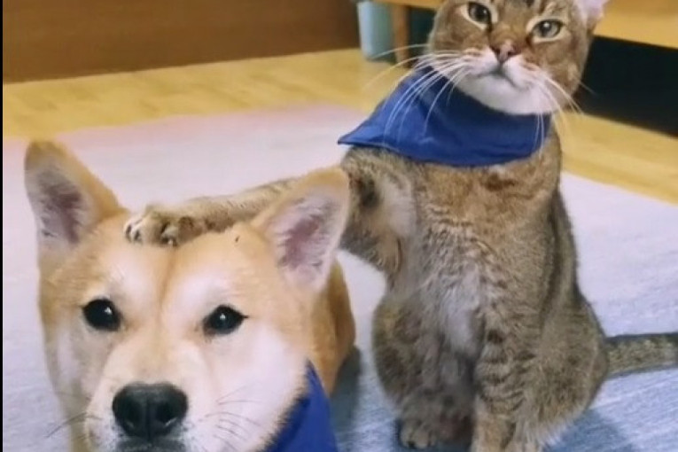 Ko će vam pre priteći u pomoć, pas ili mačka? Nauka ima jasan odgovor