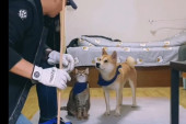 Video za dobro jutro: Čovek je uspeo da dresira psa i – mačku!