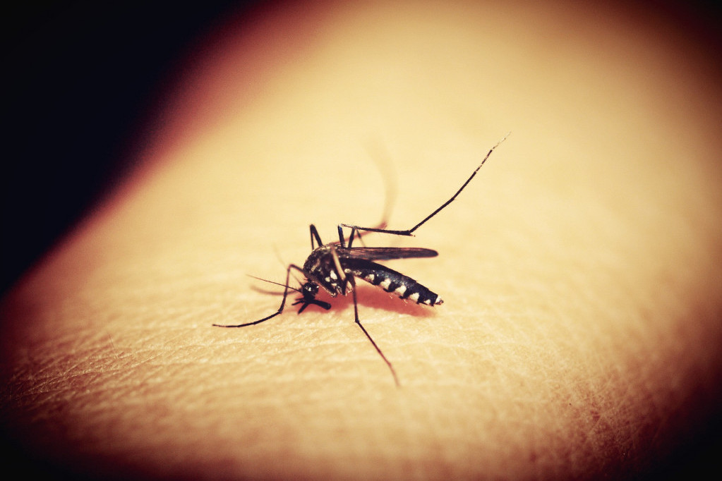 "Probudili" se komarci i smrdibube: Toplije vreme izmamilo krvopije i druge napasti, već se pojavljuju u stanovima