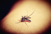 Epidemiološkinja otkrila koja je jedina bolest koju u Srbiji prenose komarci: U 80 odsto slučajeva osoba ima virus, ali nema simptome!