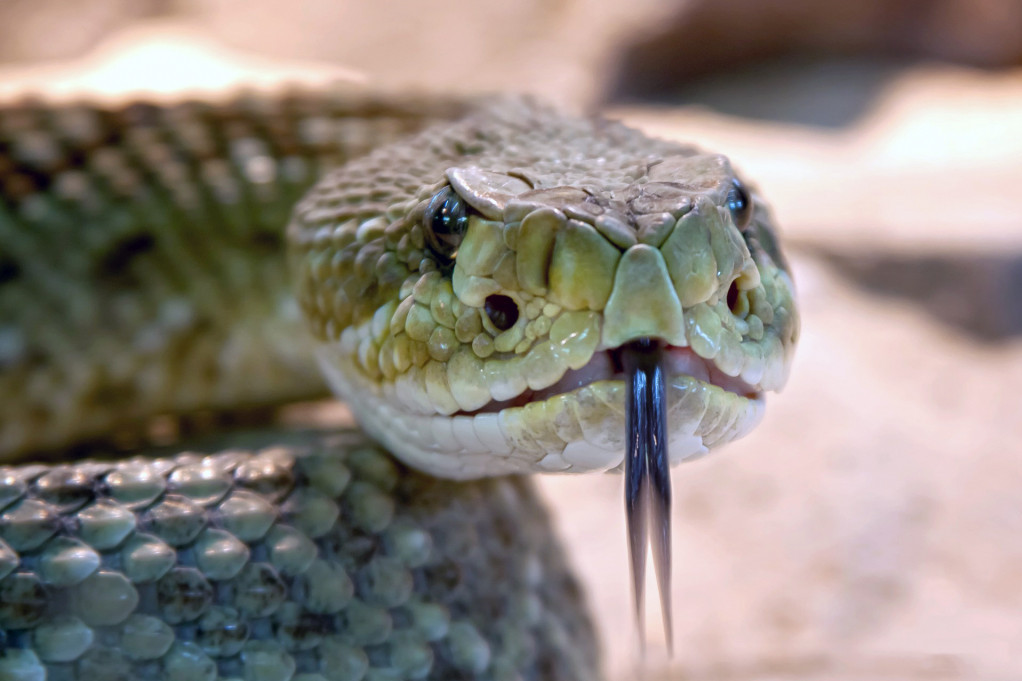 Ovo su najopasnije zmije otrovnice u Srbiji