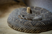 Muškarac pronađen mrtav u kući: Pored njega bilo 100 zmija!