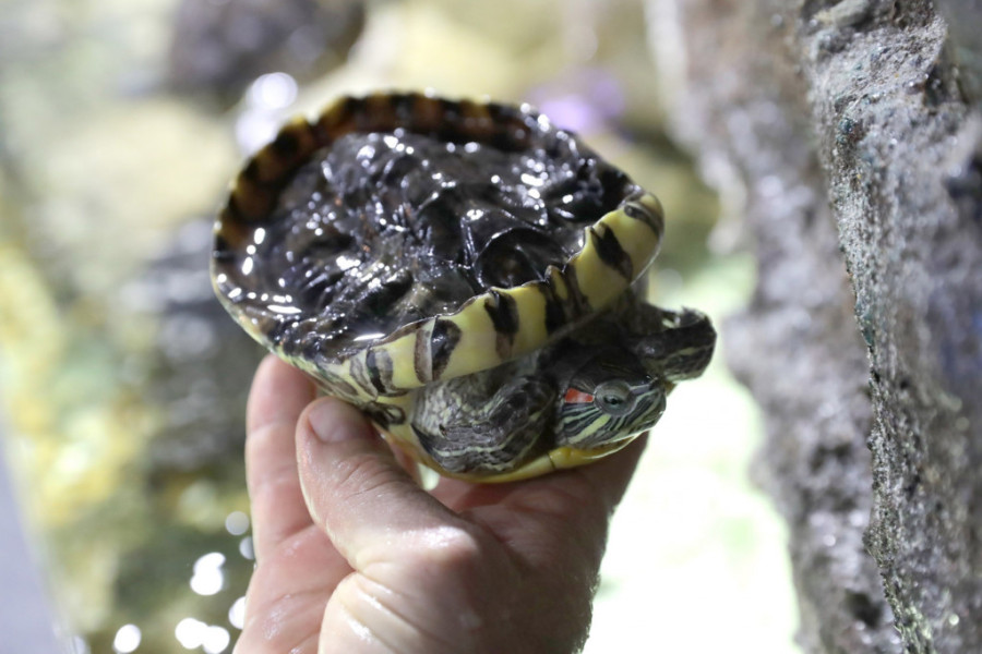Tropska oaza u srcu Beograda: Pogledajte pirane iz Amazona, kornjače iz Kalifornije i morske ribice iz crtanih filmova (FOTO)