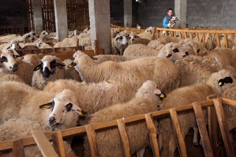 Rajko iz sela Rakova zatekao je strašan prizor na svom imanju: Preko noći psi lutalice su mu rastrgli 10 ovaca (FOTO)