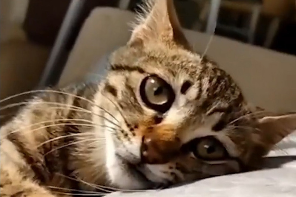 Milion ljudi odlepilo: Ova mačka traži pažnju na najslađi način koji ste ikad videli (VIDEO)