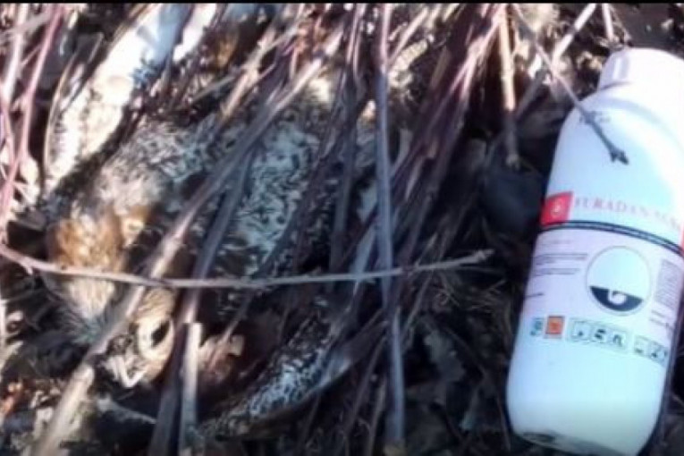 Novi pomor ptica u okolini Vršca: Pored 11 leševa pronađen zabranjen pesticid "Furadan"! (UZNEMIRUJUĆE FOTOGRAFIJE)