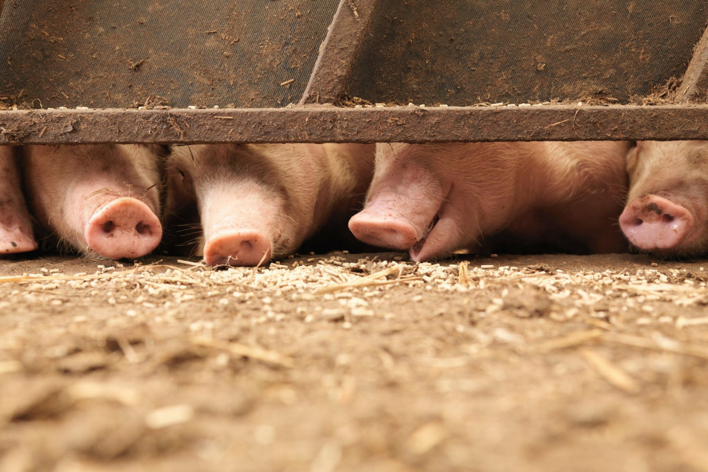Veterinarske službe obavile 290.000 nadzora zbog afričke kuge svinja
