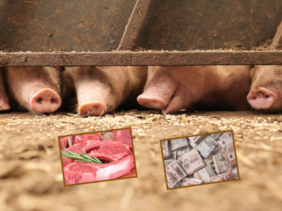 Afrička kuga će potrošačima poskupeti svinjetinu, ali malim proizvođačima je problem veći od novca