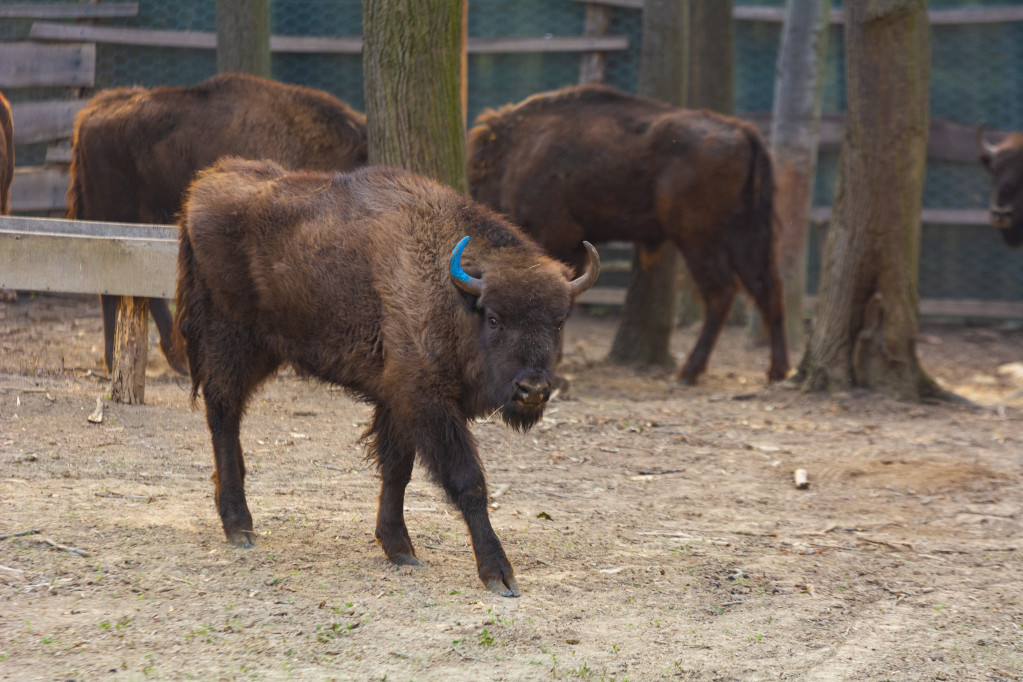 Povratak veličanstvenih životinja nakon 200 godina: Bizoni opet šetaju pašnjacima Srbije! (FOTO)
