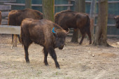 Tužna vest! Uginuo Đuka bizon, životinja kojoj je Srbija kumovala (FOTO)