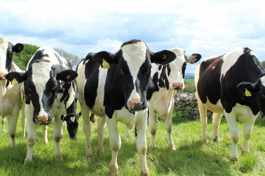 Dobra vest za stočare: Imlek povećao otkupnu cenu mleka
