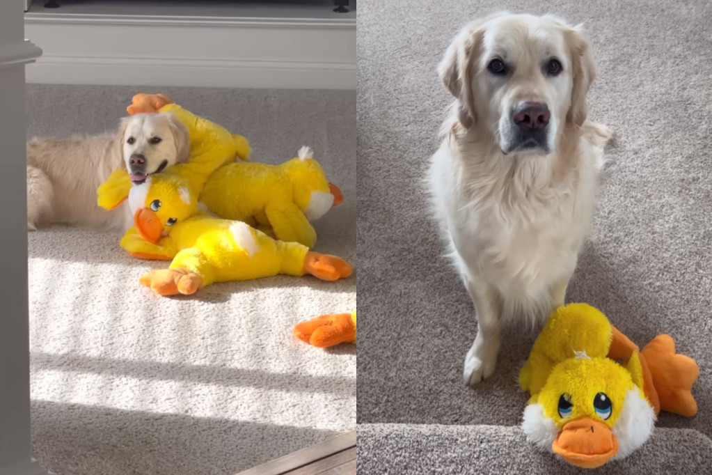 Vlasnik je odlučio da priredi iznenađenje svom psu maskirajući se u njegovu omiljenu igračku (VIDEO)