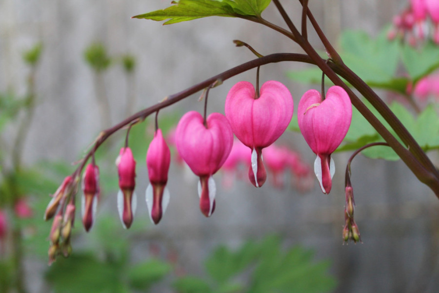 Cvetovi ove biljke nikoga neće ostaviti ravnodušnim: Da li ste znali da "devojačko srce" lako podnosi zimu?