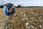 Muškarac iz Blaca ukrao 2.420 tona pšenice: Oštetio robne rezerve za 96.523.405 dinara!