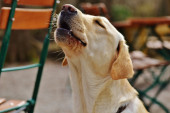 Pas sa istančanim ukusom za muziku: Reakcija psa na omiljenu pesmu vlasnice raznežila korisnike na mrežama (VIDEO)