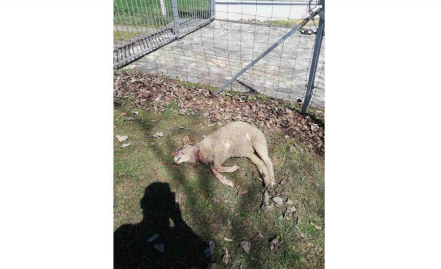 Rajko iz sela Rakova zatekao je strašan prizor na svom imanju: Preko noći psi lutalice su mu rastrgli 10 ovaca (FOTO)