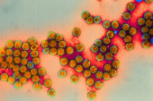 U okeanima otkriveno više od 5.000 do sada nepoznatih virusa, a evo zašto je to veoma važno