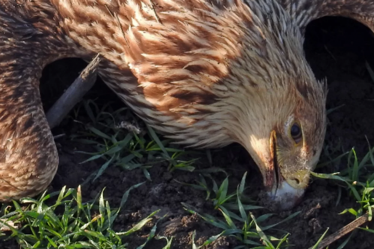 Društvo za zaštitu i proučavanje ptica Srbije objavilo uznemirujuću vest: Ponovo otkrivene otrovane ptice