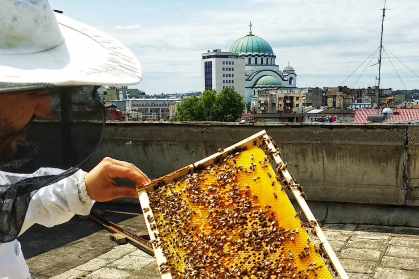 Više meda iz košnice na beogradskoj terasi nego na planinskoj livadi: Pčelari tvrde da se četiri puta više meda dobije u urbanim uslovima!