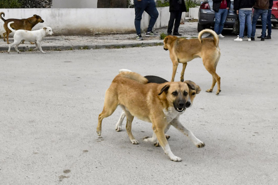Užas kod Pančeva: Čopor pasa izujedao troje ljudi!