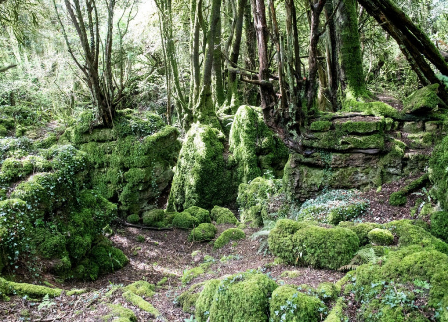 Zavirite u magičnu šumu vila i čarobnjaka u kojoj se posetioci moraju držati leve strane (FOTO)