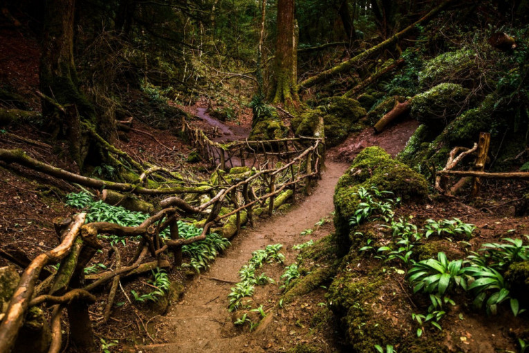 Zavirite u magičnu šumu vila i čarobnjaka u kojoj se posetioci moraju držati leve strane (FOTO)