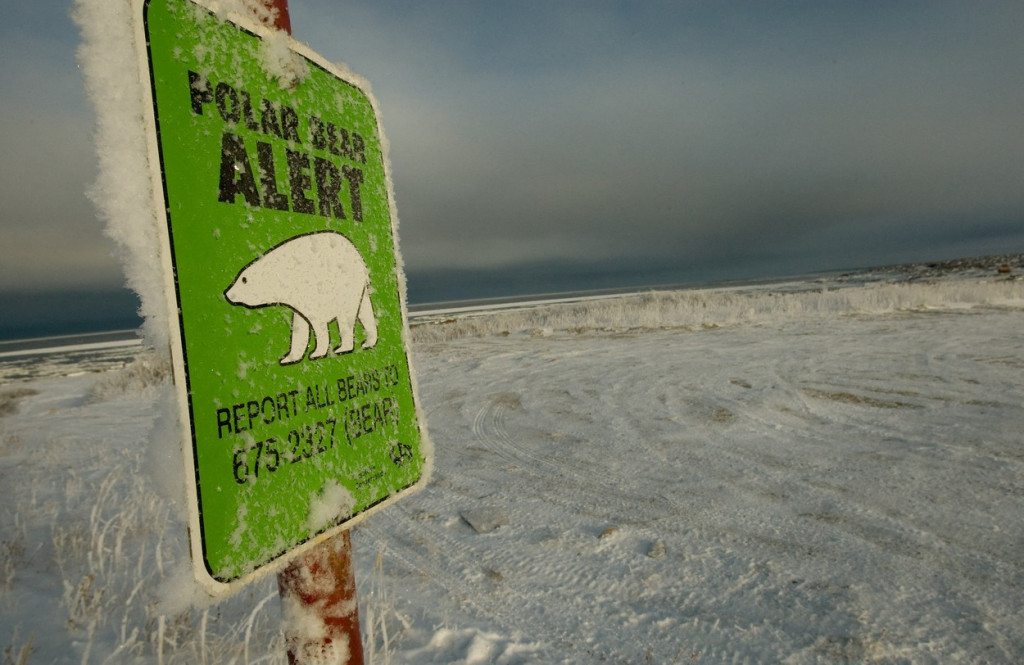 Kako se živi u "svetskoj prestonici polarnih medveda": Leda je sve manje, a to je predznak zabrinjavajuće budućnosti
