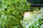 Zelena salata vam je uvela, postoje jednostavni trikovi kako da je vratite u život (VIDEO)