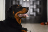 Rotvajler - porodični pas u čijih pet osobina ćete se momentalno zaljubiti