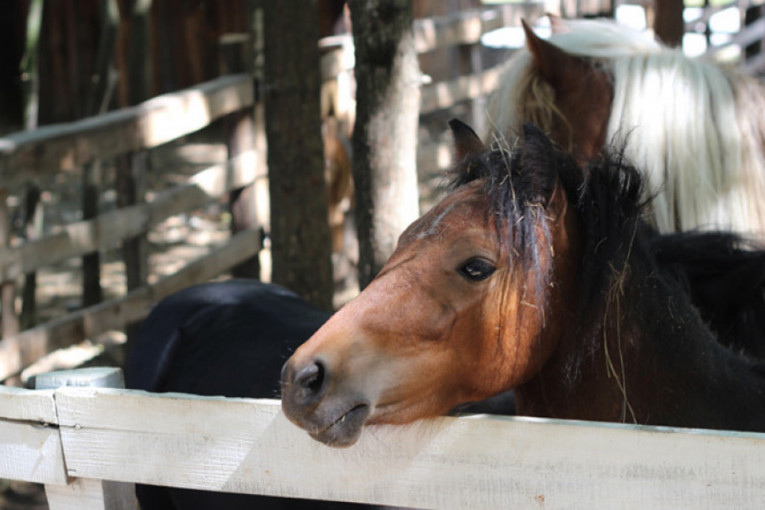 Izgladnjivali i mučili konja u Nišu: Nesrećna životinja ne može da se kreće, a evo u kakvom je zapravo stanju