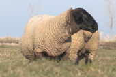 Engleskinje iz Kule: Usred Bačke uspeli da „naprave“ safolk ovce (FOTO/VIDEO)