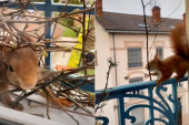 Veverica izgradila gnezno ispred prozora, a zbog onoga što je nakon toga uradila, postala je zvezda Tik-Toka (VIDEO)
