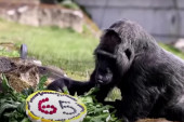 Fatu je najstariji gorila na svetu! Proslavila rođendan uz tortu, a priča o dolasku u Berlin je neverovatna (VIDEO)