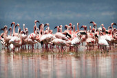 Zašto su flamingosi roze boje