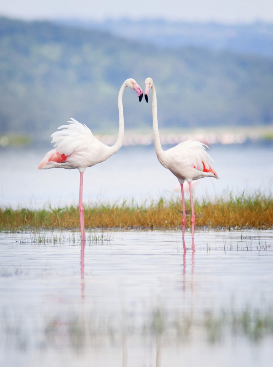 Zašto su flamingosi roze boje