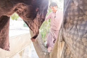 Tarzan iz Karačija živi u improvizovanoj kućici na drvetu već 8 godina