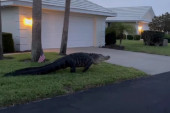 Aligator u šetnji gradom: Ljudi šokirani - to je "samo" dinosaurus (VIDEO)