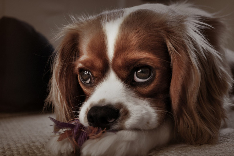 Pet simptoma depresije kod pasa: Ukoliko vaš ljubimac pokazuje jedan ili više njih, vreme je da posetite veterinara