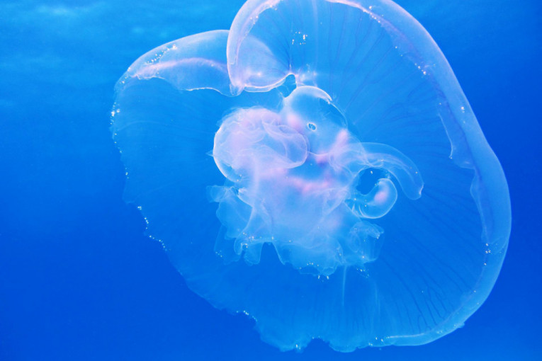 Pogledajte mapu grčkih plaža na kojima su viđene meduze! Među njima je i opasna ljubičasta! (FOTO)