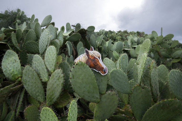 Globalno zagrevanje preti da uništi čak i kaktuse: Ni oni ne mogu da podnesu vrućinu kao što se mislilo