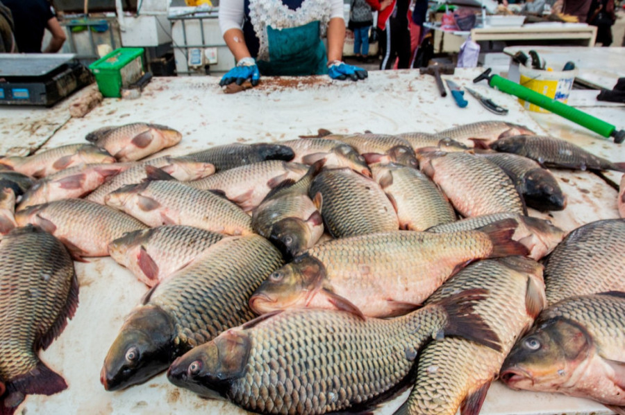 Biće šarana za slave napretek, a cena...