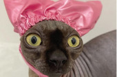 Simpatična mačka bez dlake koja se kupa s ružičastom kapom oduševila je internet