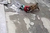 Majmun pokušao da otme devojčicu koja se vozila na trotinetu: Zgrabio je za kosu i odvukao (VIDEO)