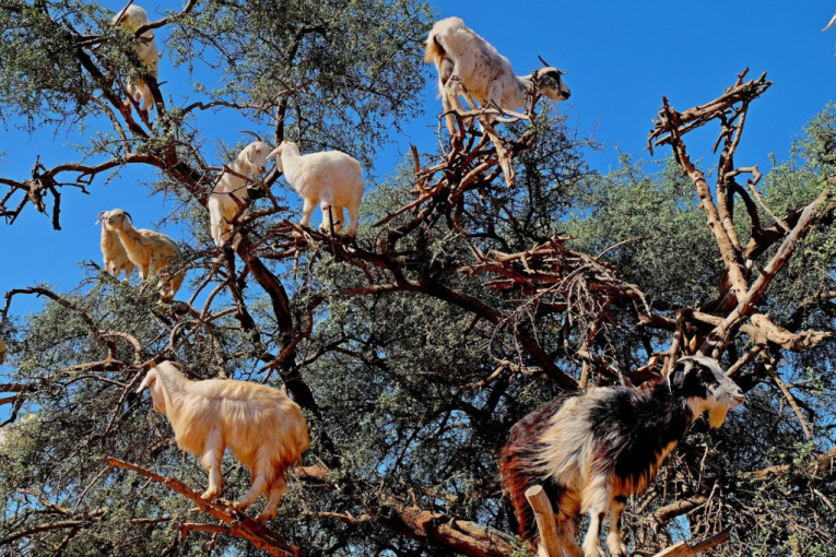 Bizaran zločin: Muškarac ubio 81 životinju tokom tročasovne pucnjave