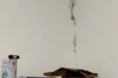 Stravične posledice zemljotresa! Napukli zidovi u Domu zdravlja u Stocu, zbraja se materijalna šteta (VIDEO)